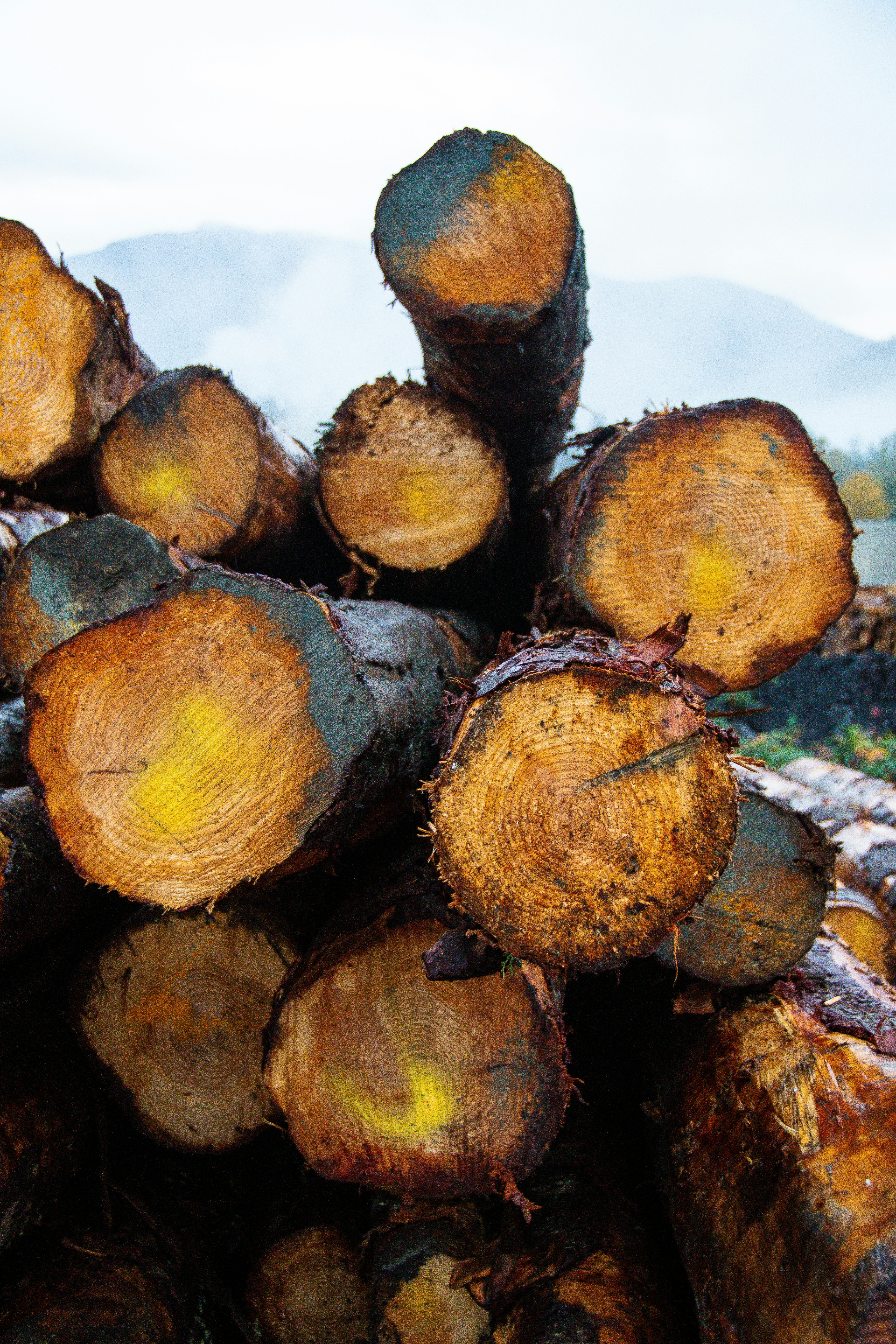 a pile of cut logs sitting on top of each other