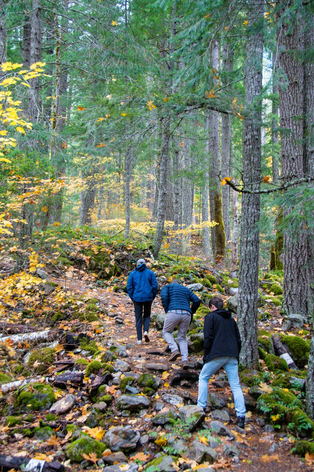 a group of people hiking through a forest