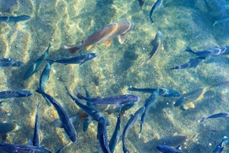 a large group of fish swimming in the water