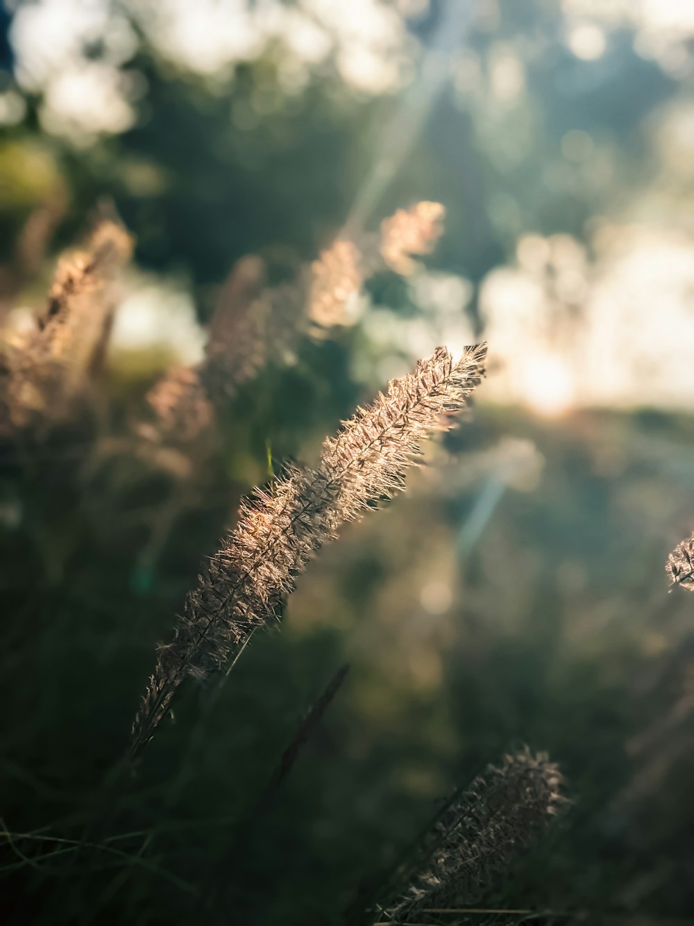 a blurry photo of a plant in the sun