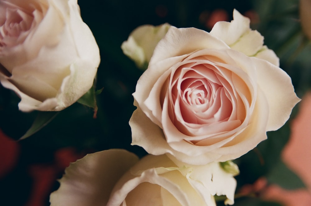 a close up of a bunch of white roses