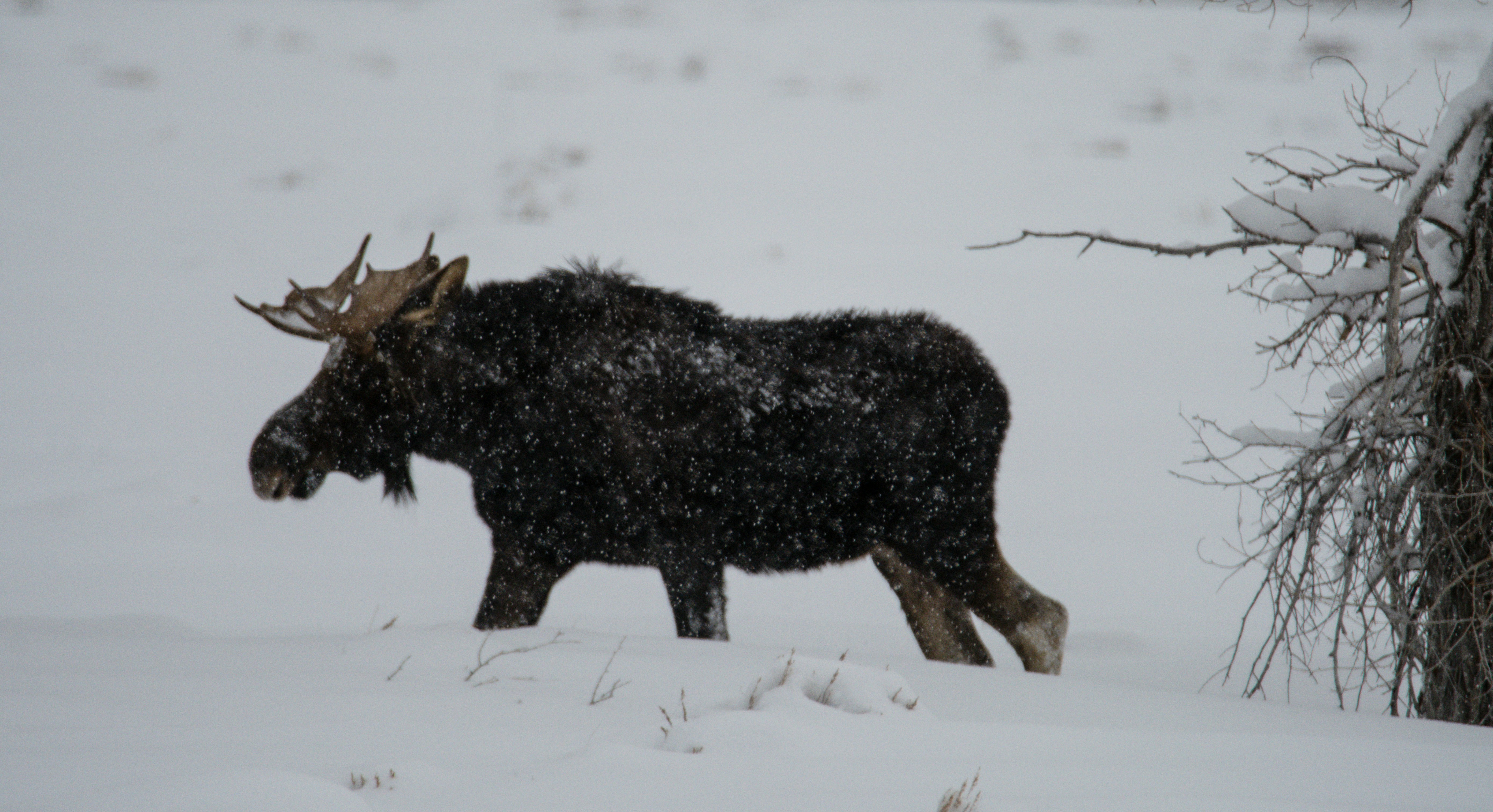 a moose walking through a snow covered field