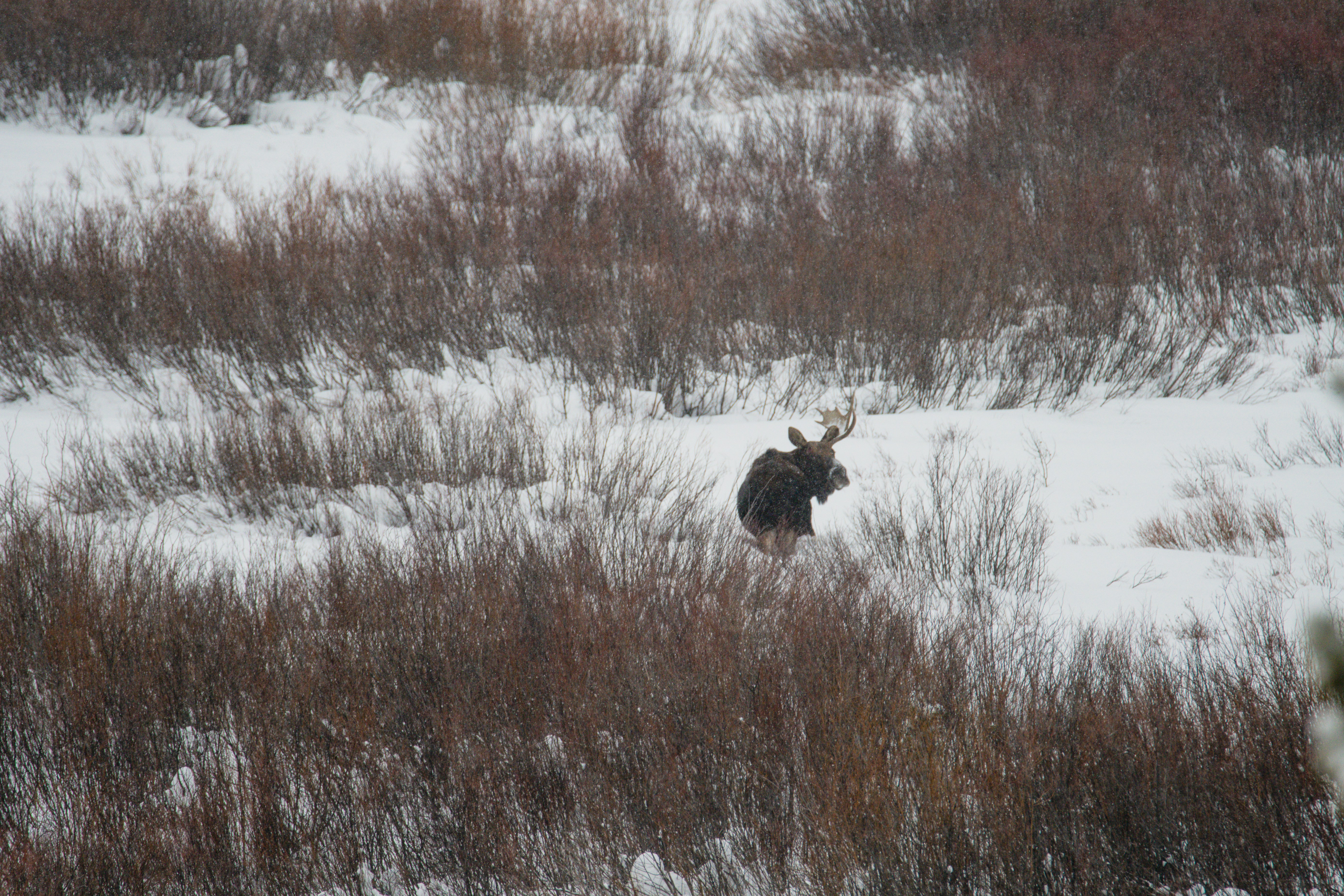 a moose is walking through a snowy field
