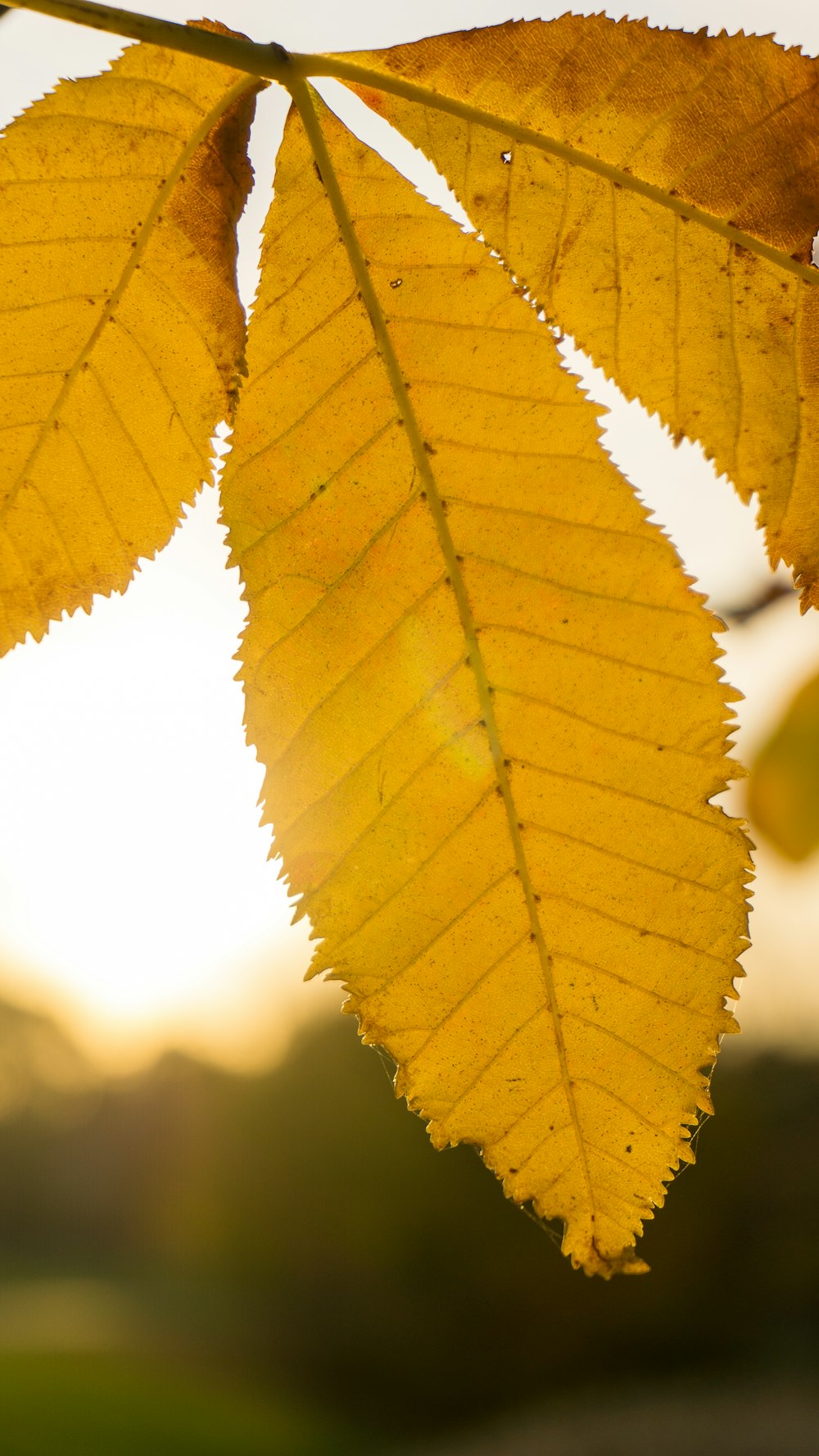 a close up of a yellow leaf on a tree