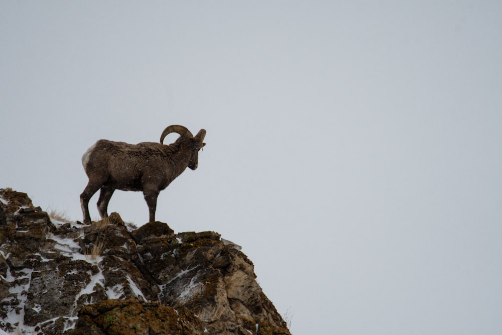 a mountain goat standing on top of a snow covered mountain