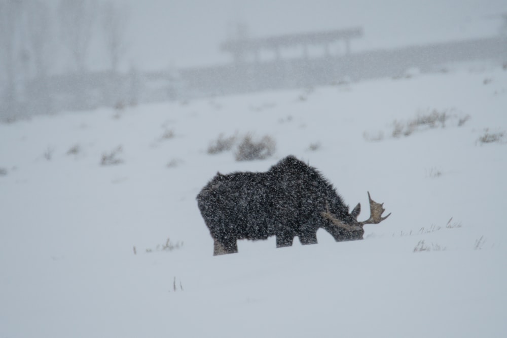 a bison grazing in a snowy field with a train in the background