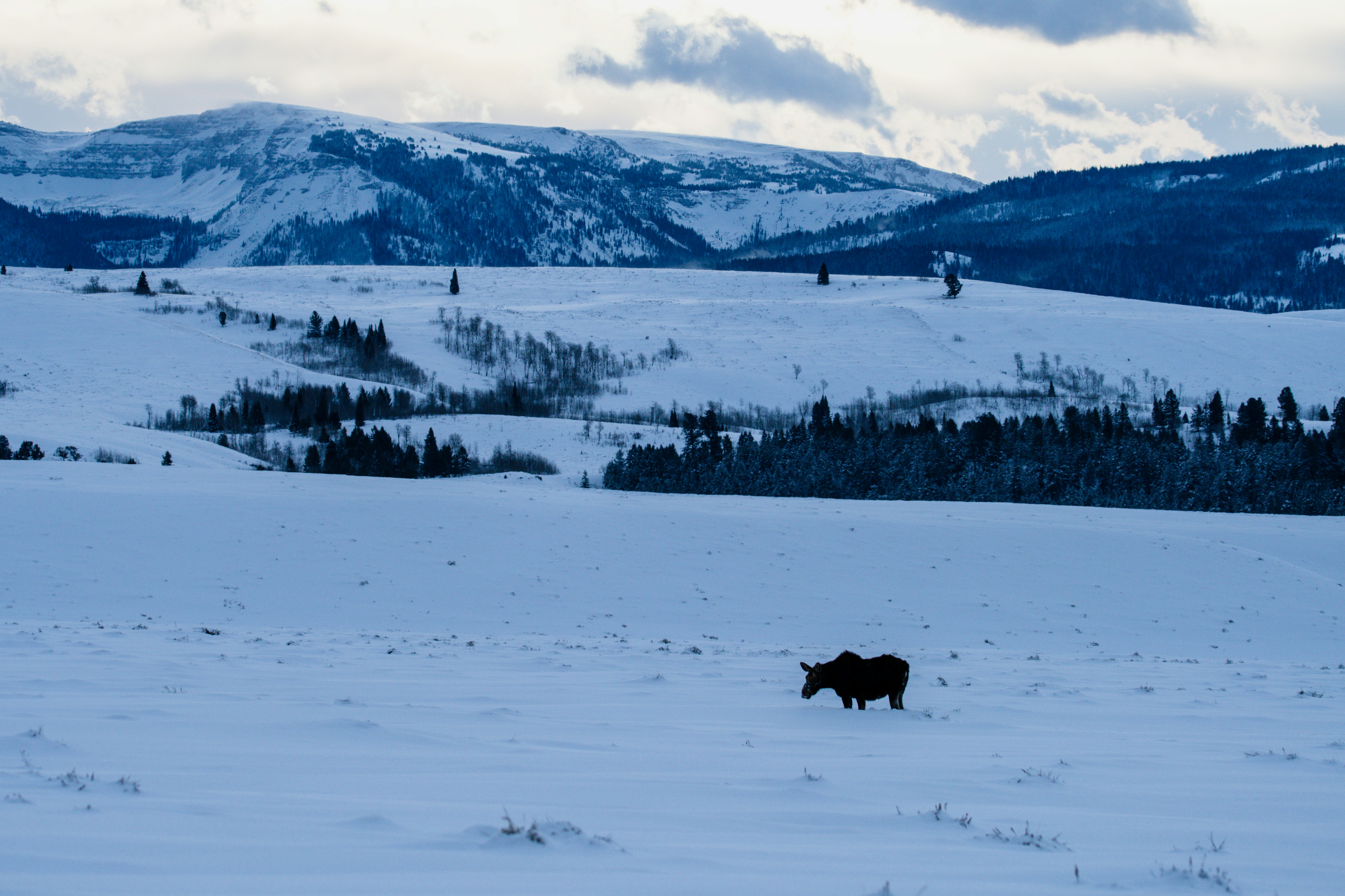 a horse standing in the middle of a snow covered field
