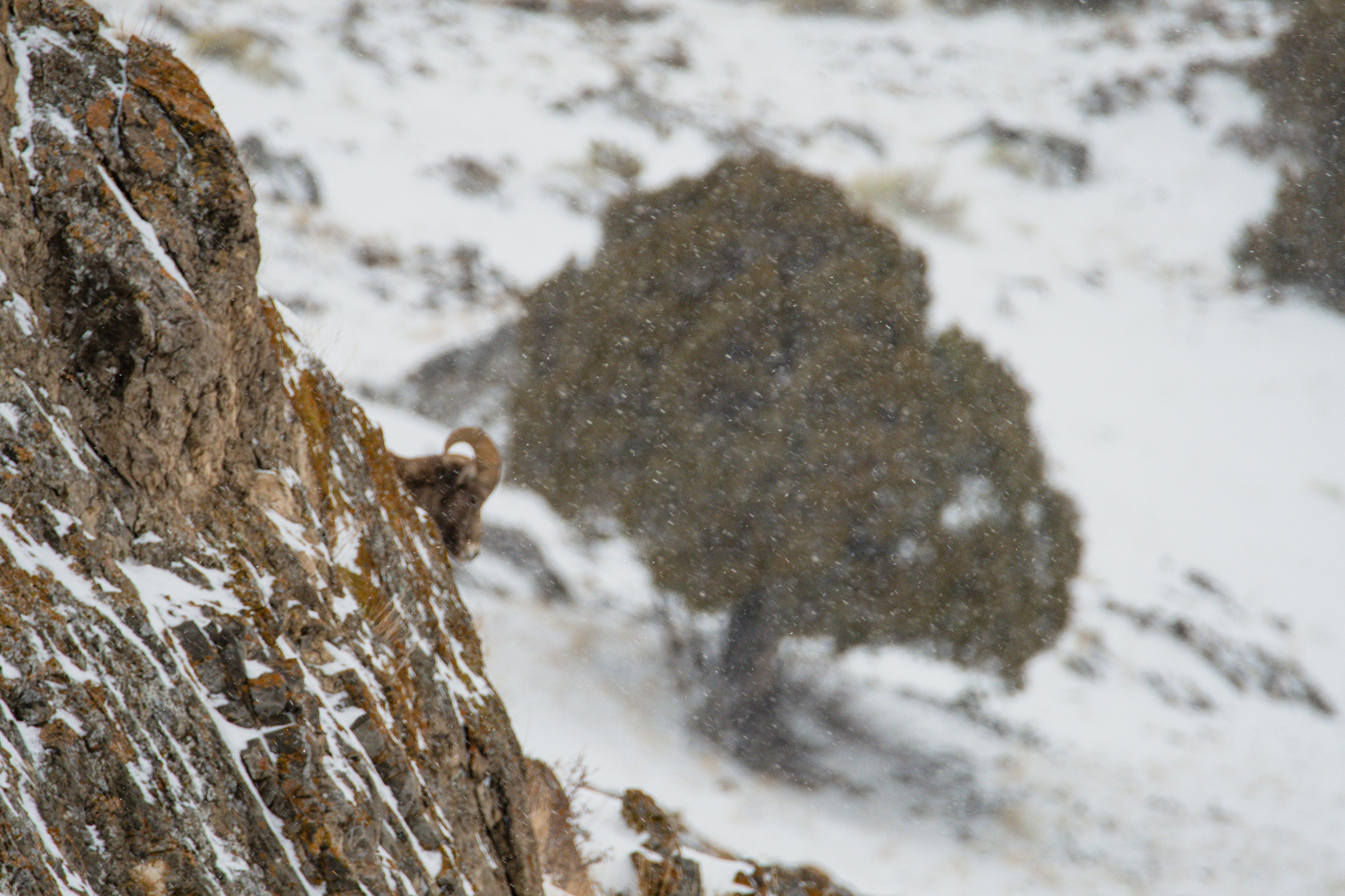 a mountain goat standing on the side of a snow covered mountain