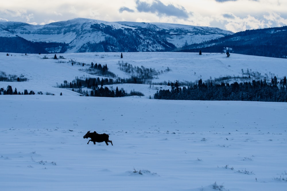 a horse running through a snow covered field