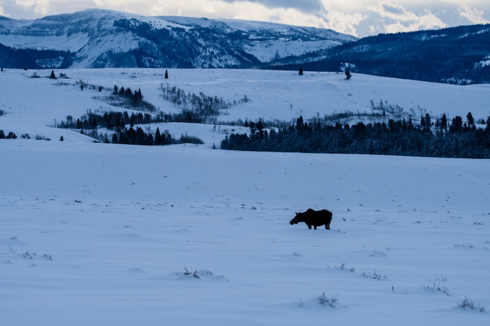 a moose in a snowy field with mountains in the background