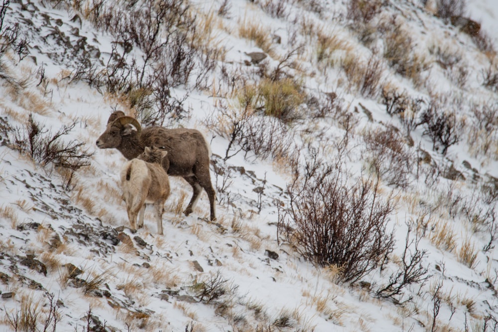 a couple of rams are walking up a snowy hill