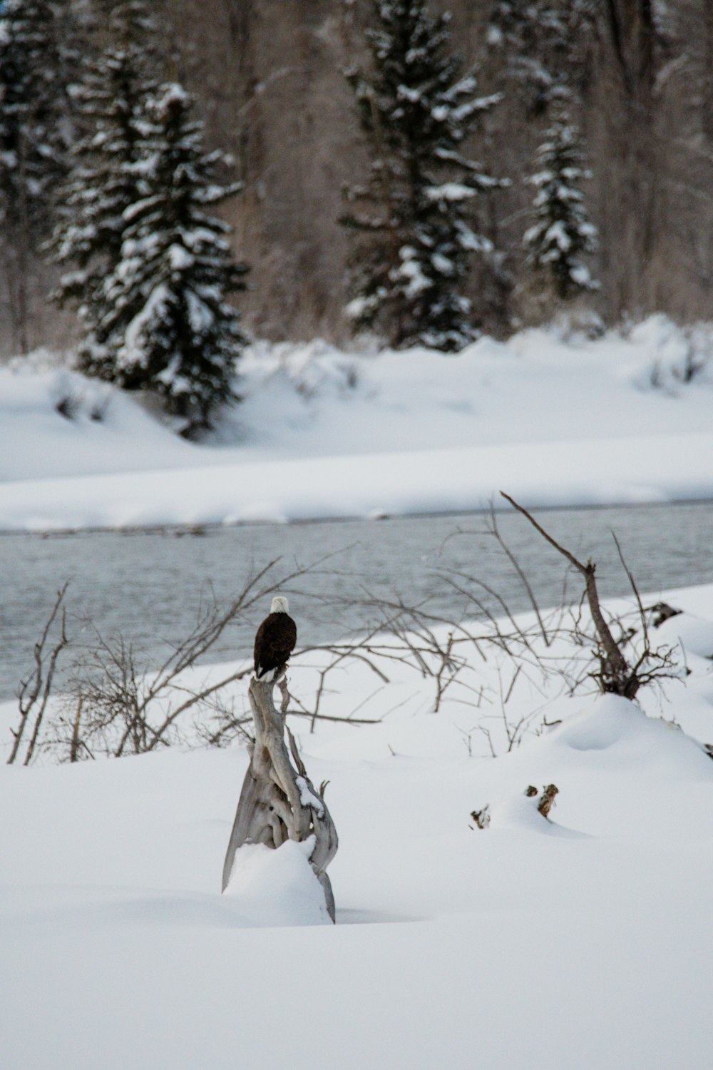 a bird standing on top of a snow covered slope