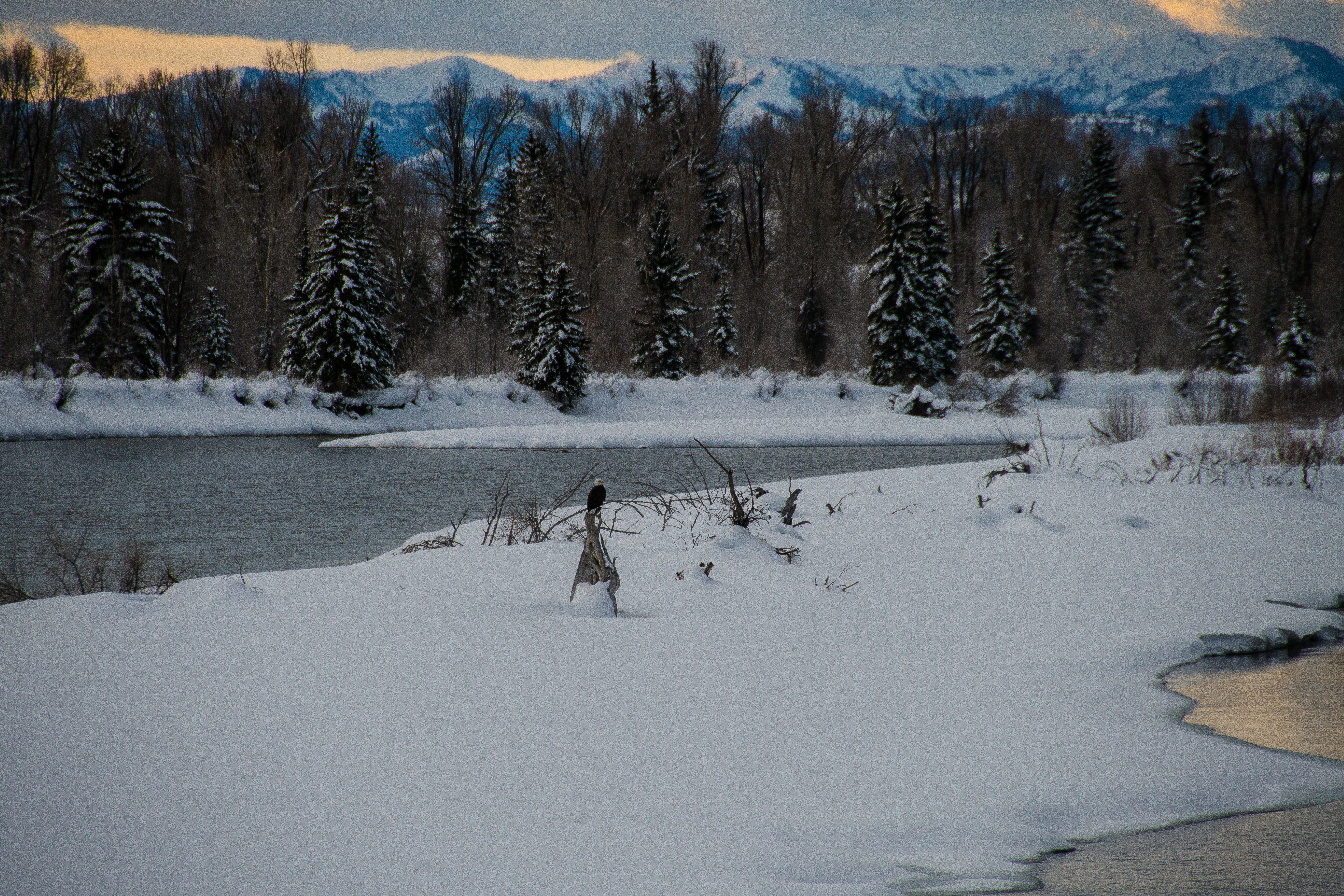 a body of water surrounded by snow covered trees