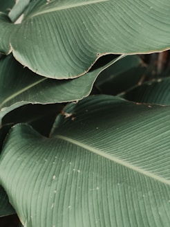 a close up of a large green leaf