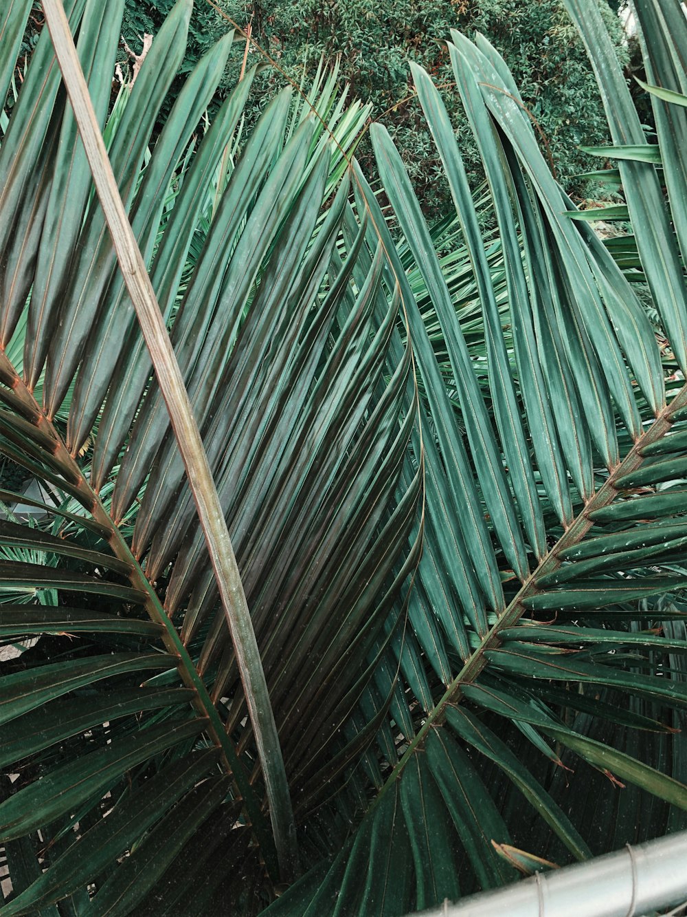 a close up of a palm tree with lots of leaves