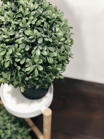 A lush green plant with dense foliage is placed in a black pot on a white round table, which has wooden legs. The background is a mix of light wall and dark flooring, providing contrast to the vibrant greenery.