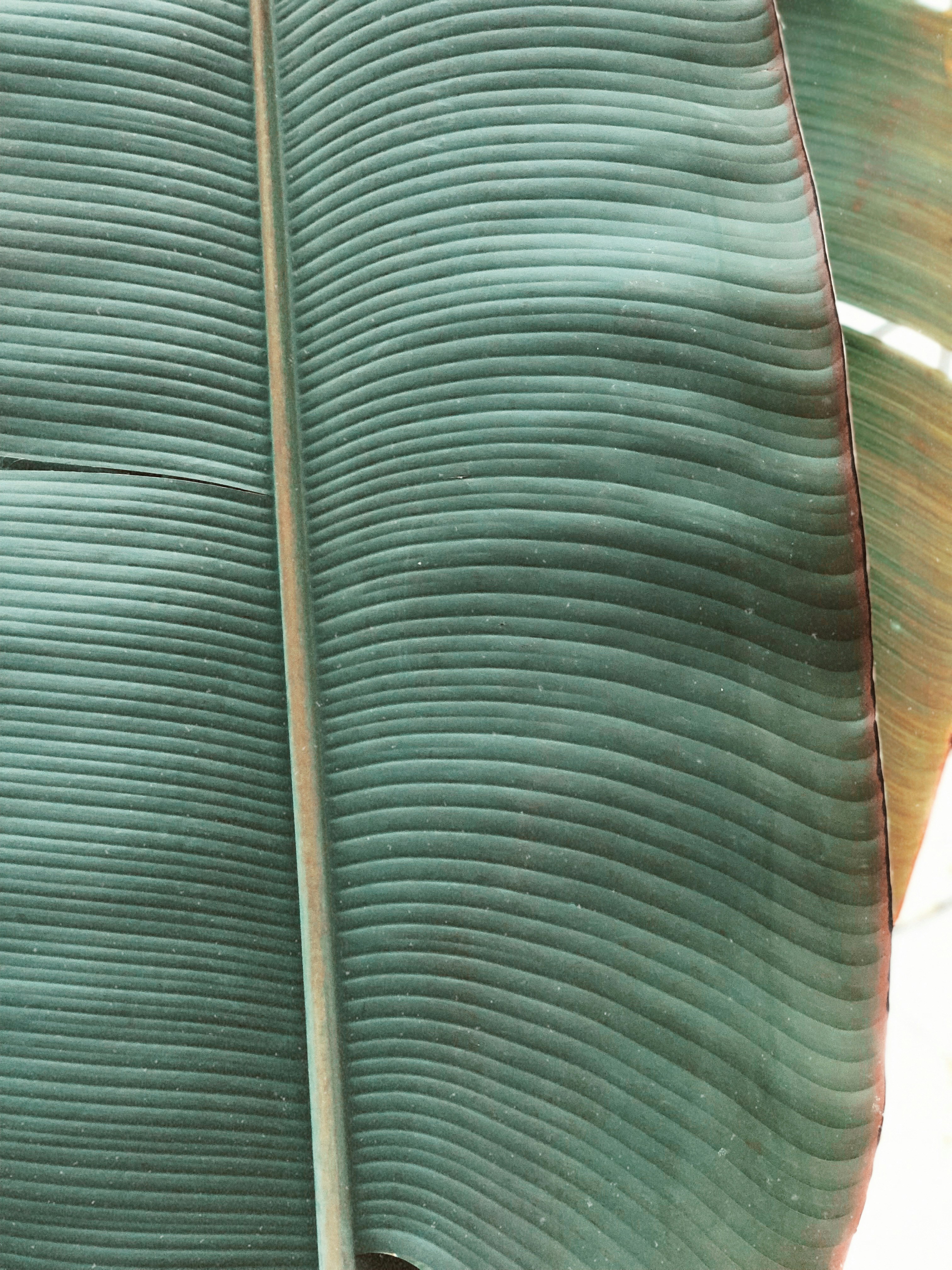 a close up of a large green leaf