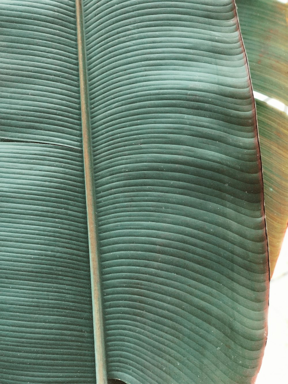 a close up of a large green leaf