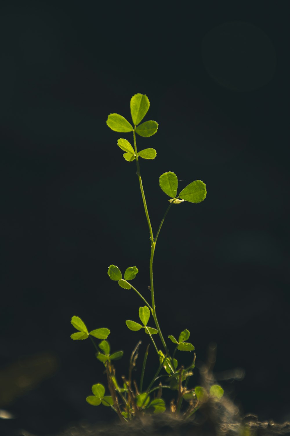 地面から発芽する小さな植物