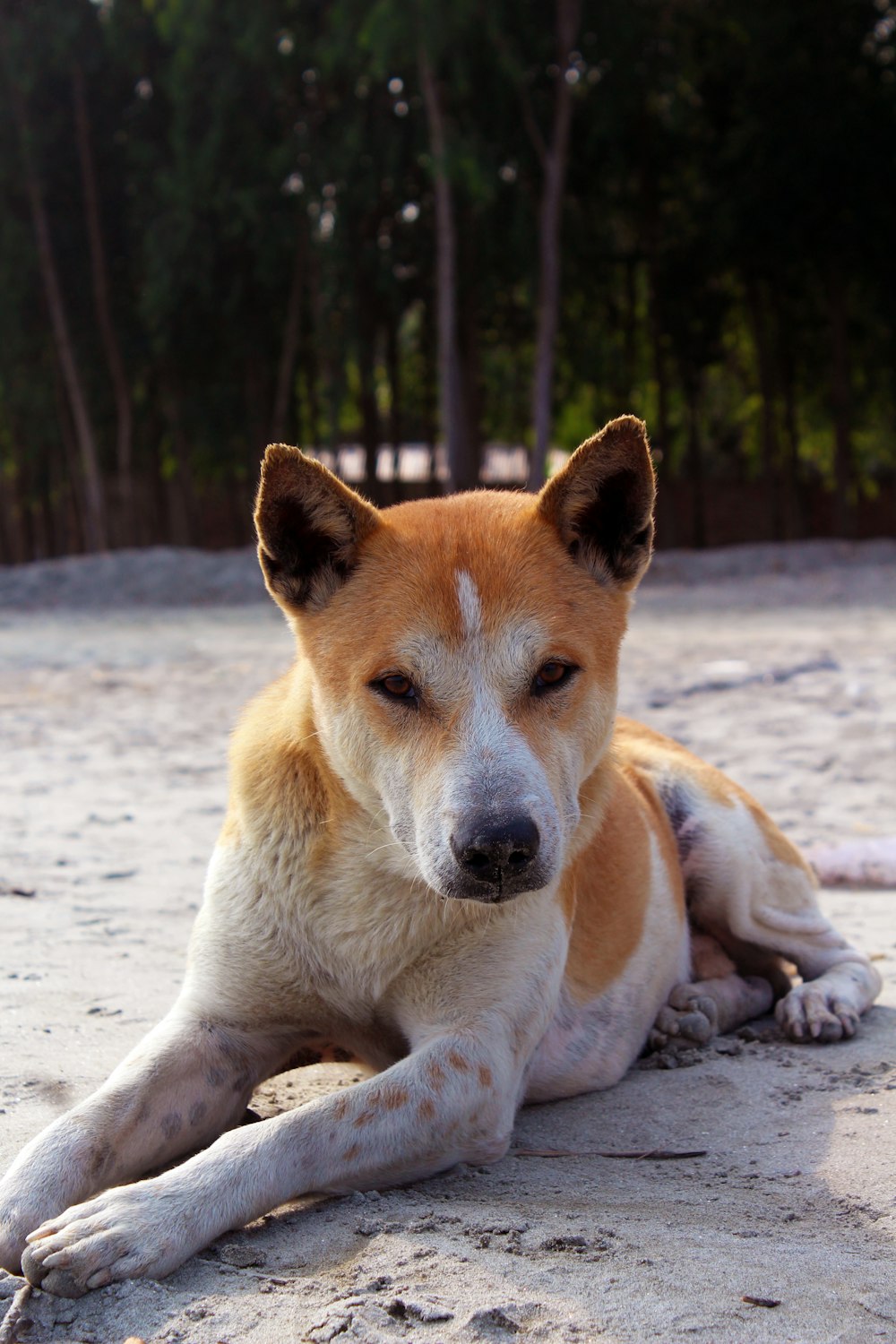 Un cane marrone e bianco che giace sulla cima di una spiaggia sabbiosa