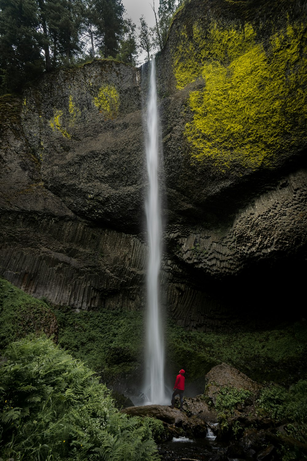 Silver Falls State Park in a forest