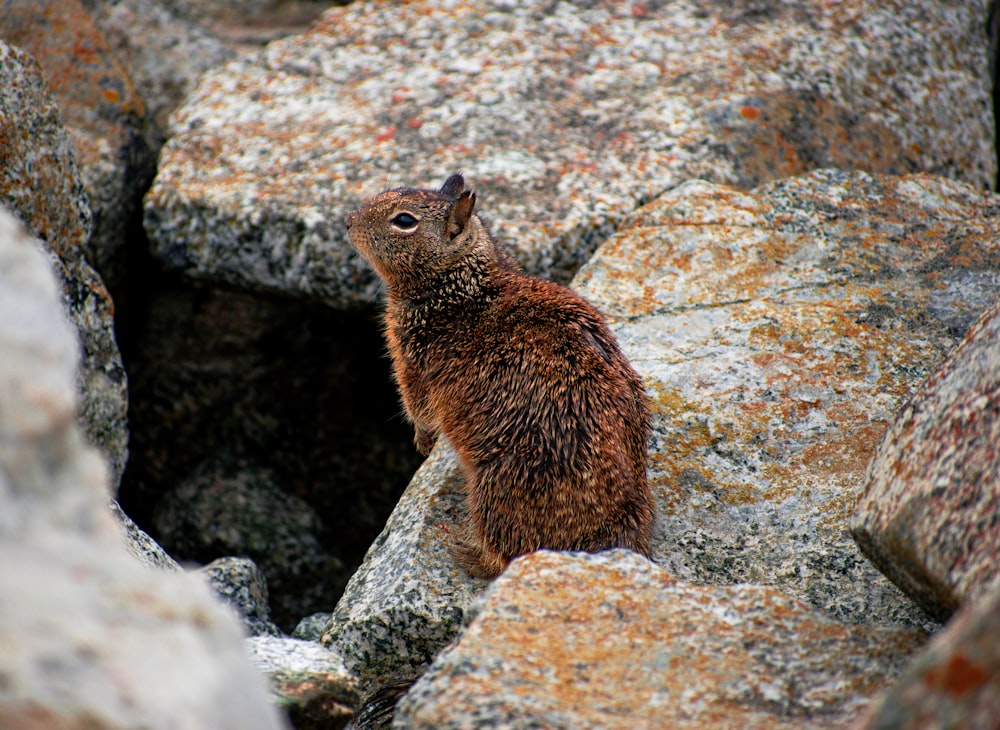 Un pequeño animal marrón parado en la cima de una roca