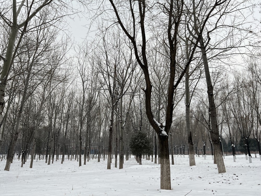 a group of trees in a snowy forest