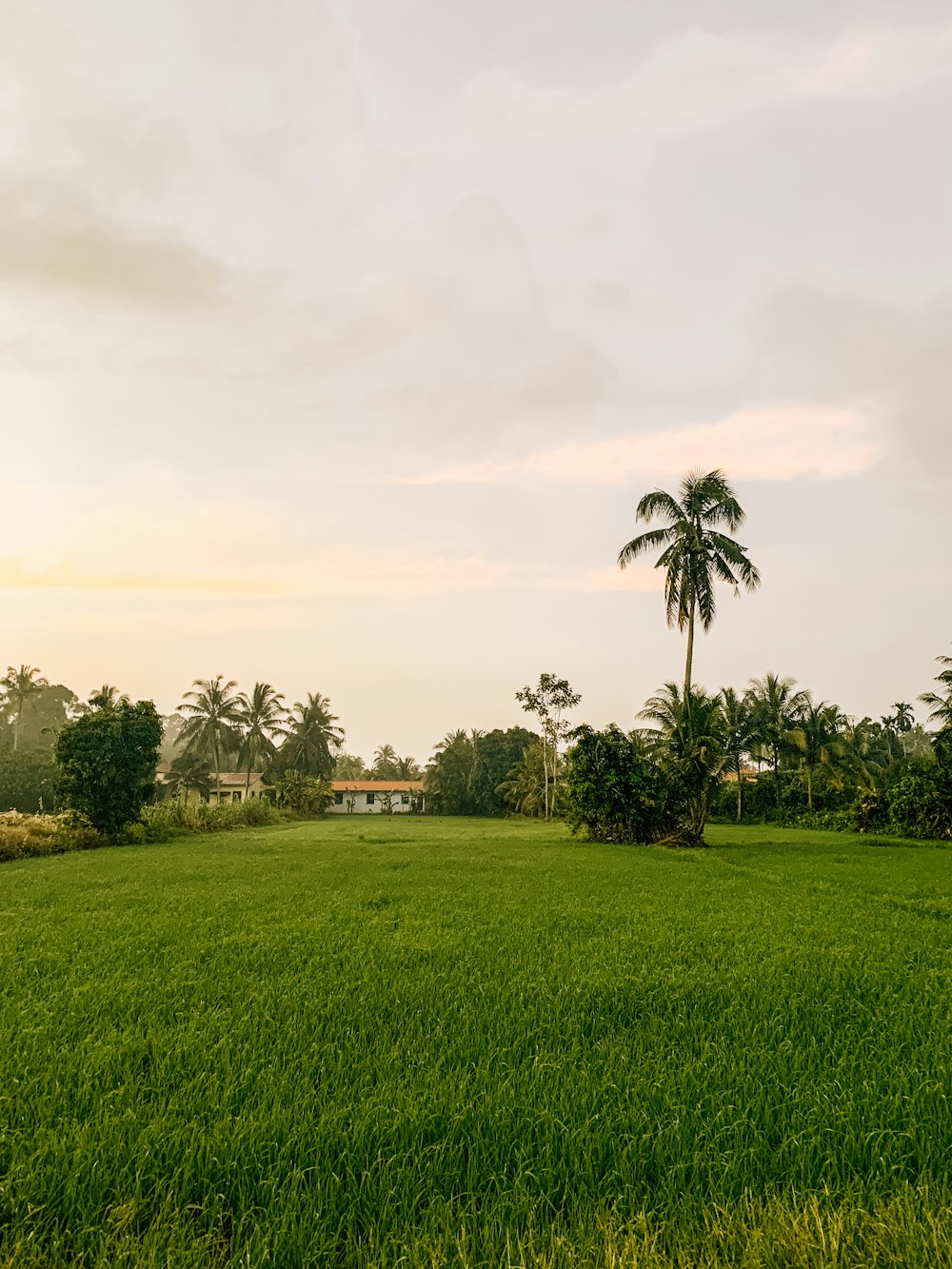 a lush green field with a palm tree in the distance