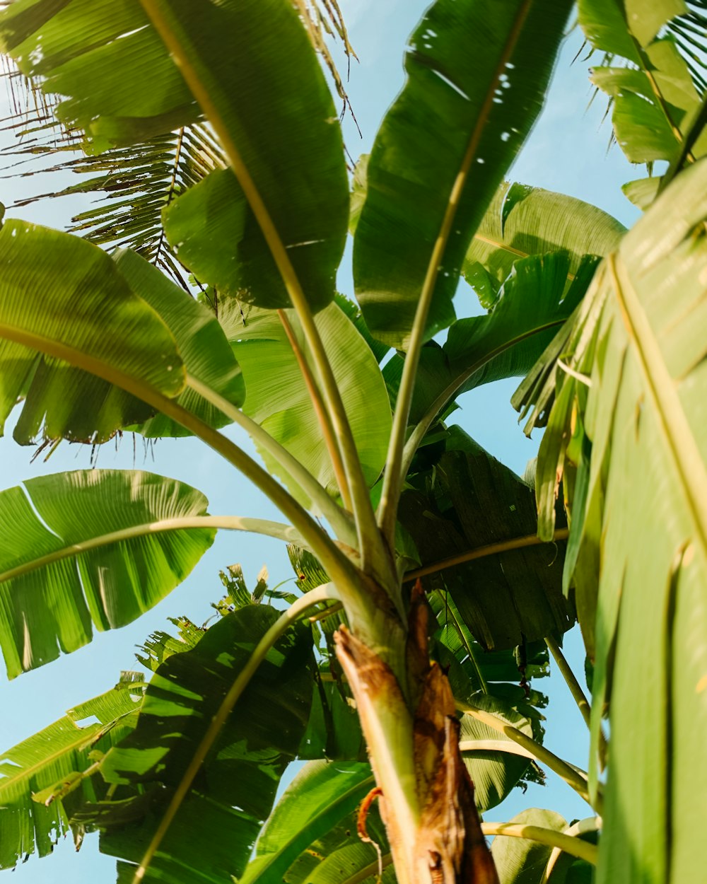 a banana tree with lots of green leaves