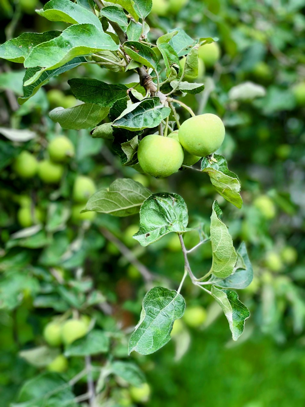 uma árvore cheia de muitas maçãs verdes