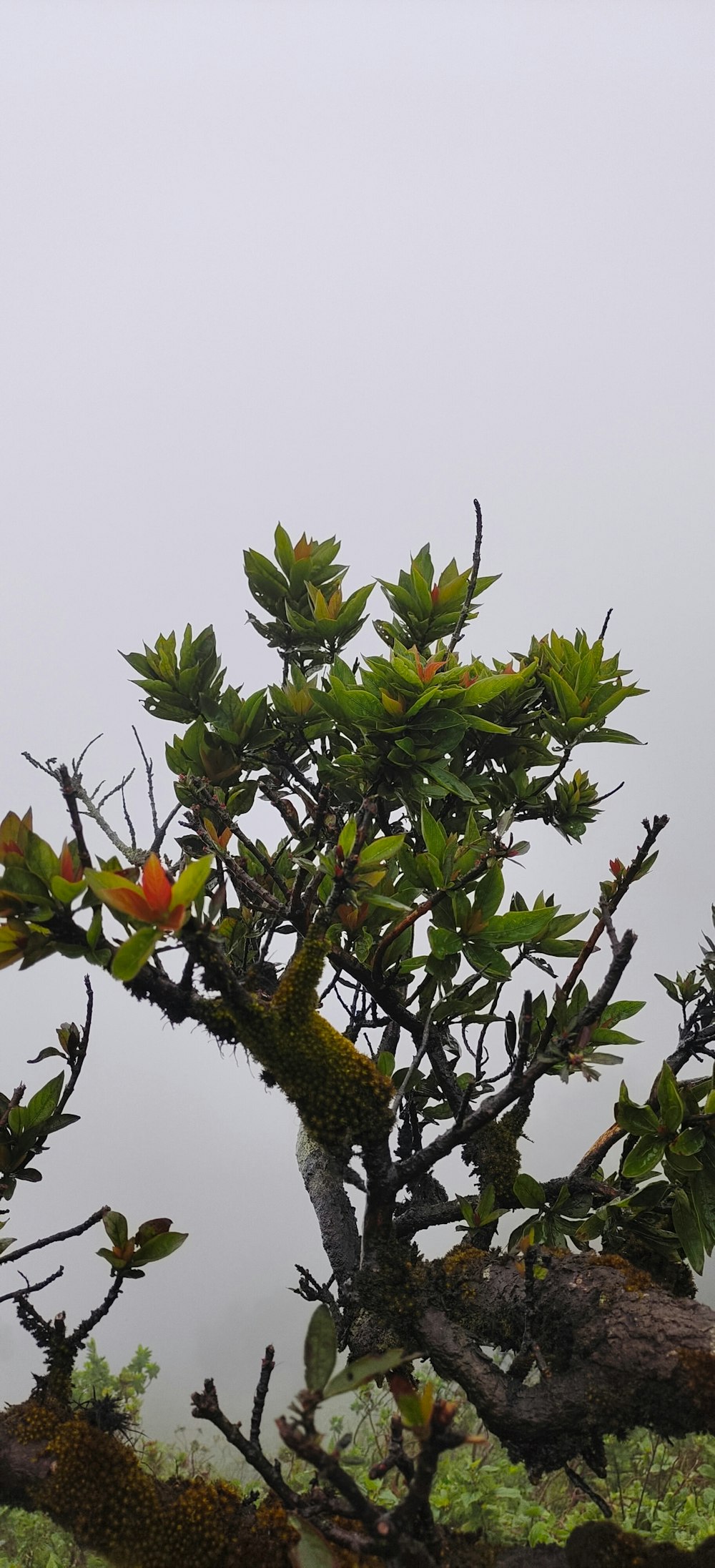 a bird perched on top of a tree branch