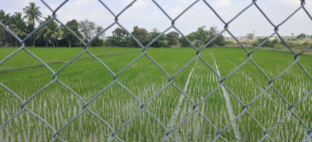 a green field behind a chain link fence