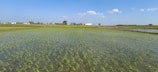 The rice mill building surrounded by lush green fields under a clear sky.