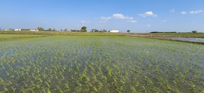 A vast green paddy field stretches across the landscape under a clear blue sky with scattered clouds. In the distance, a white building is visible, surrounded by sparse trees.
