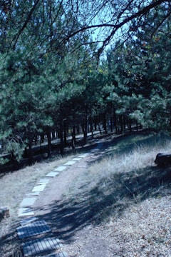 A winding path made of small, rectangular stones meanders through a dense forest. The pathway is bordered by grass and fallen leaves, with tall pine trees lining both sides. Overhanging tree branches create a natural canopy, allowing speckled sunlight to filter through.
