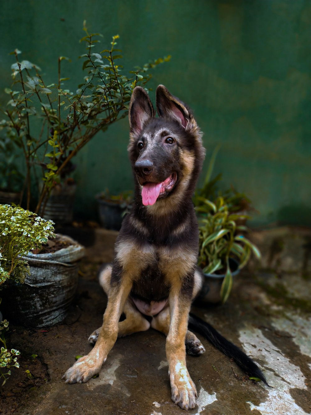 a dog sitting on a rock next to a potted plant