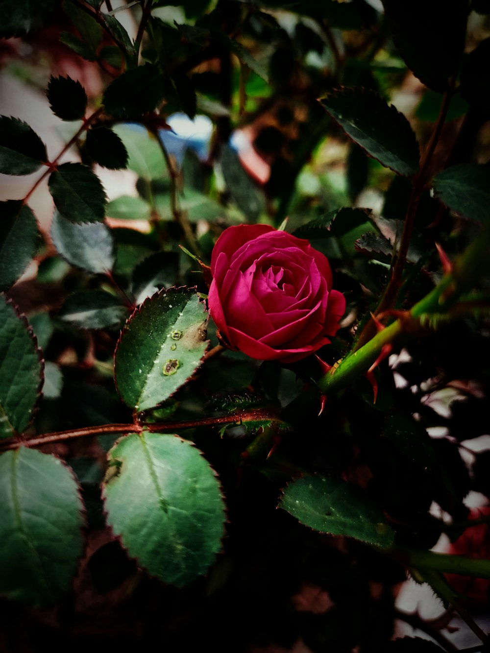 a red rose with green leaves on a bush