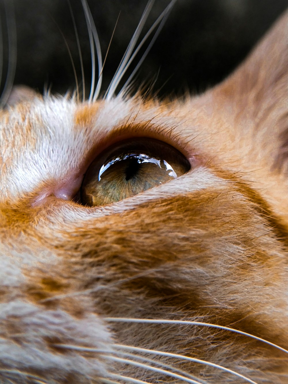 a close up of a cat's eye with a blurry background