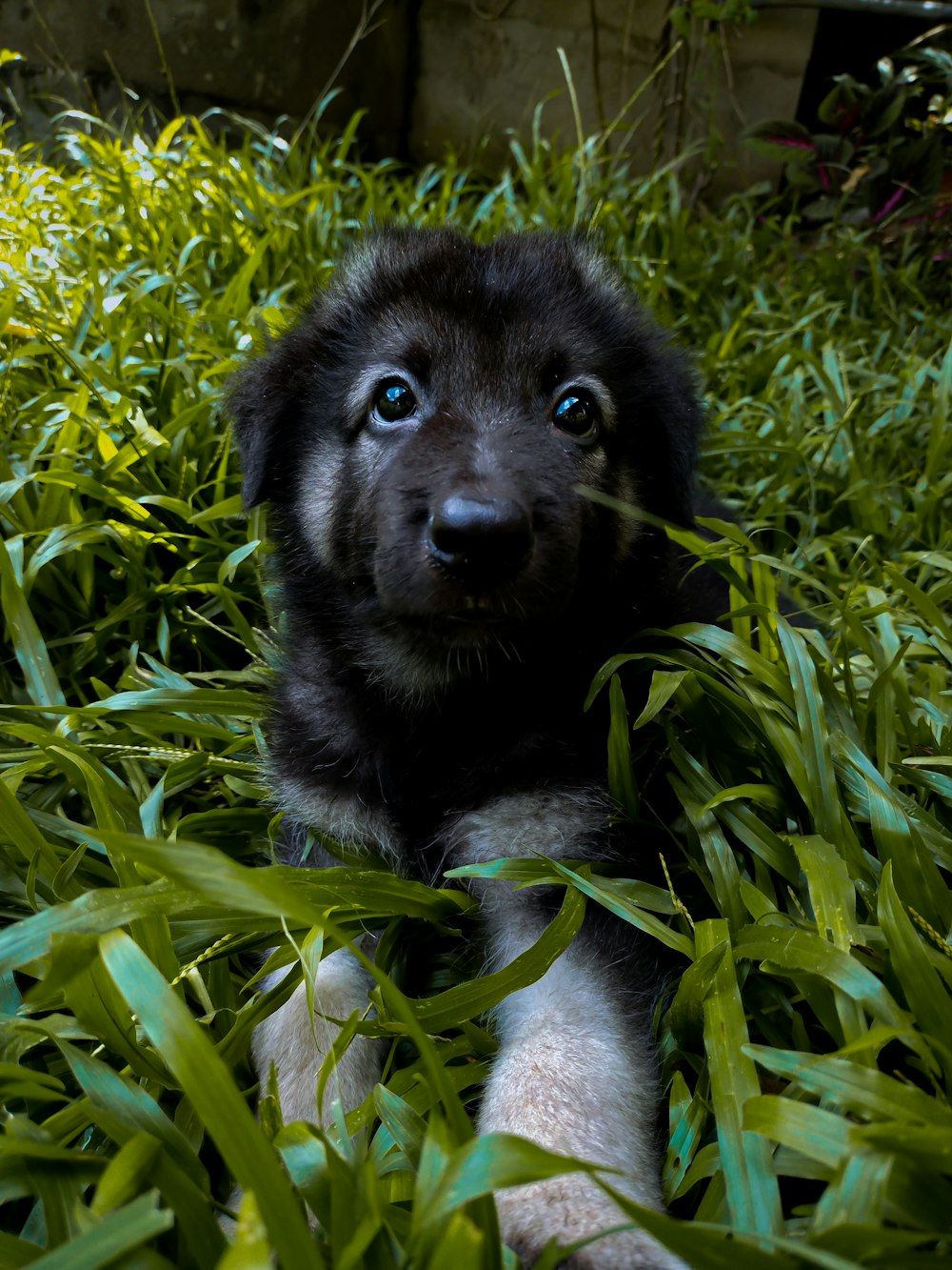 a black and white puppy laying in the grass