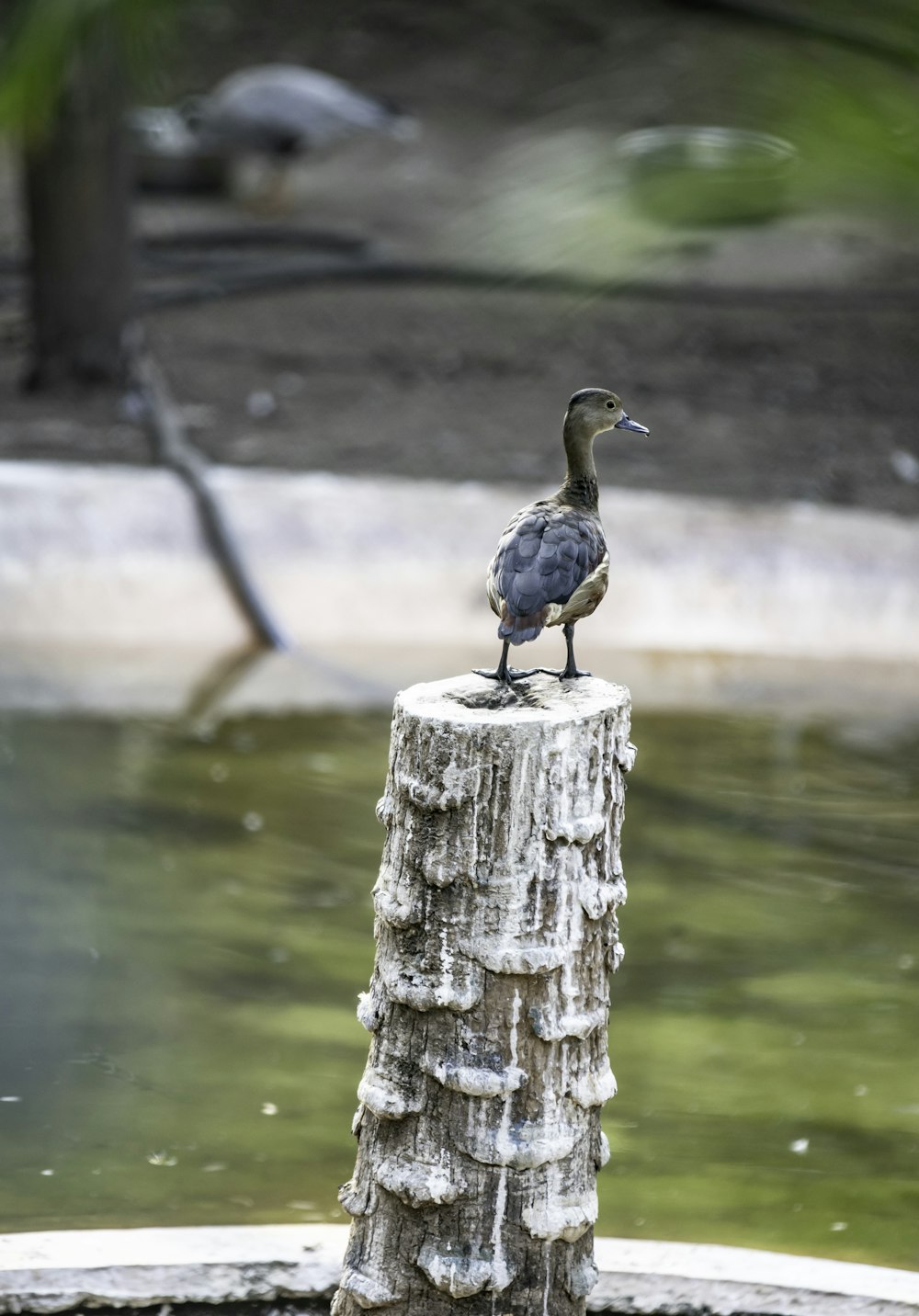 a duck standing on top of a tree stump
