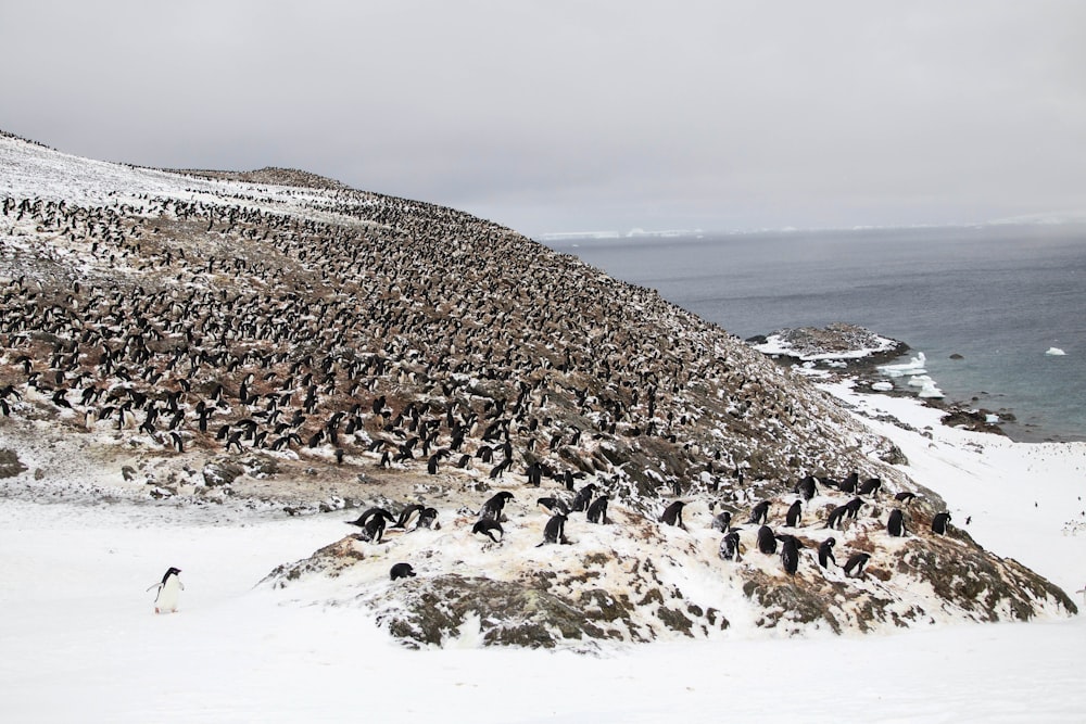 a large group of penguins standing on top of a snow covered hill