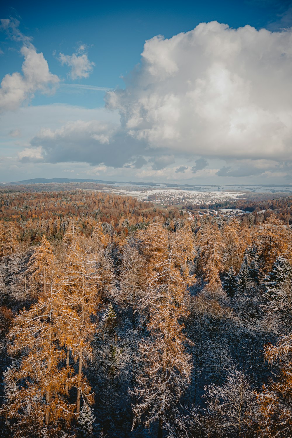 a forest filled with lots of trees under a cloudy sky