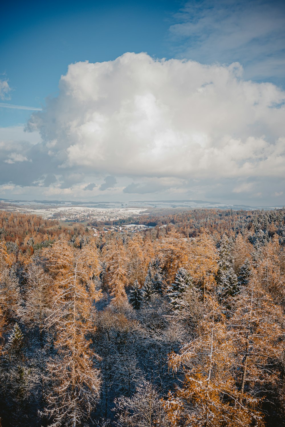 a forest filled with lots of trees under a cloudy sky