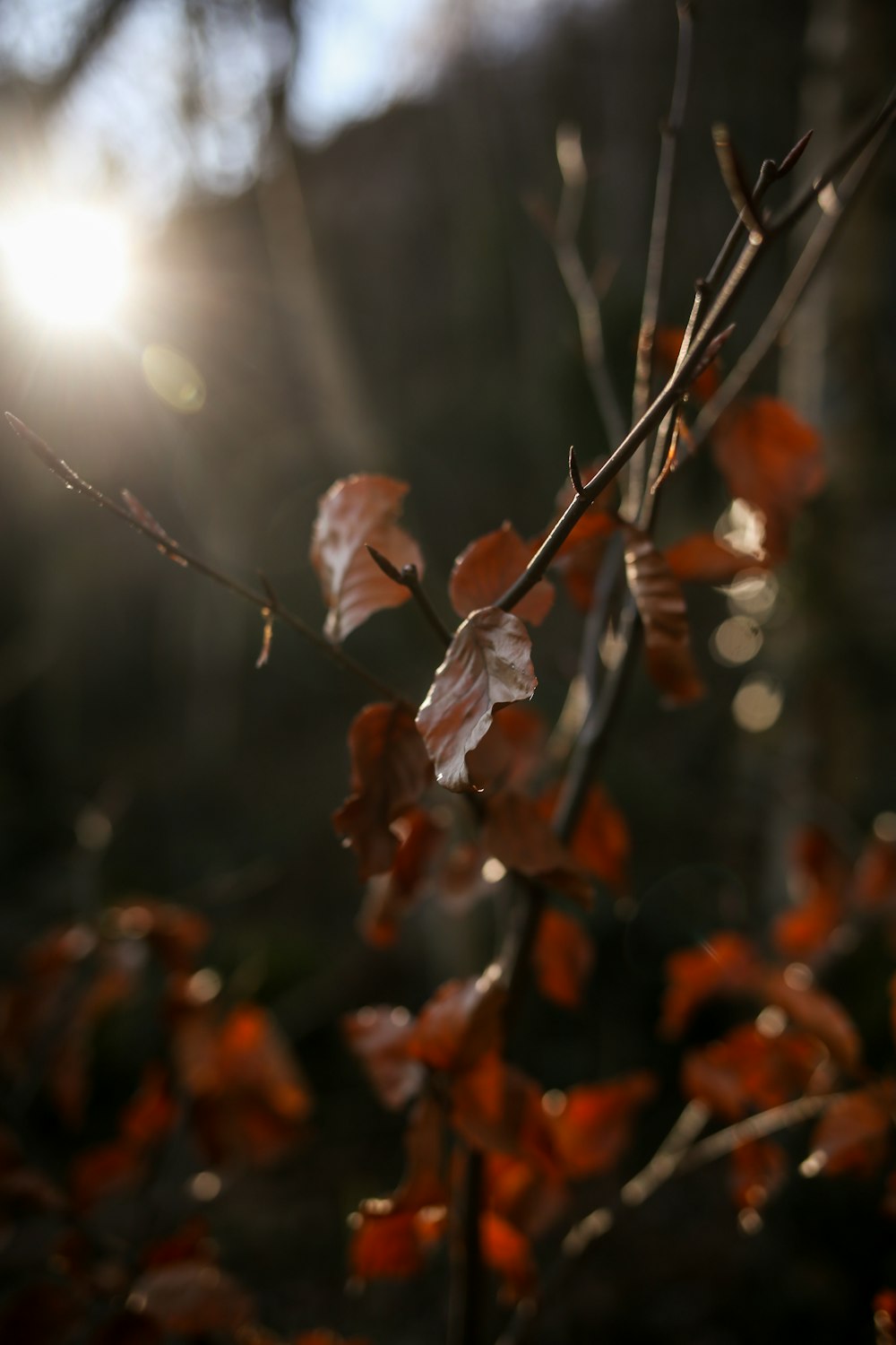 a tree branch with leaves and the sun in the background