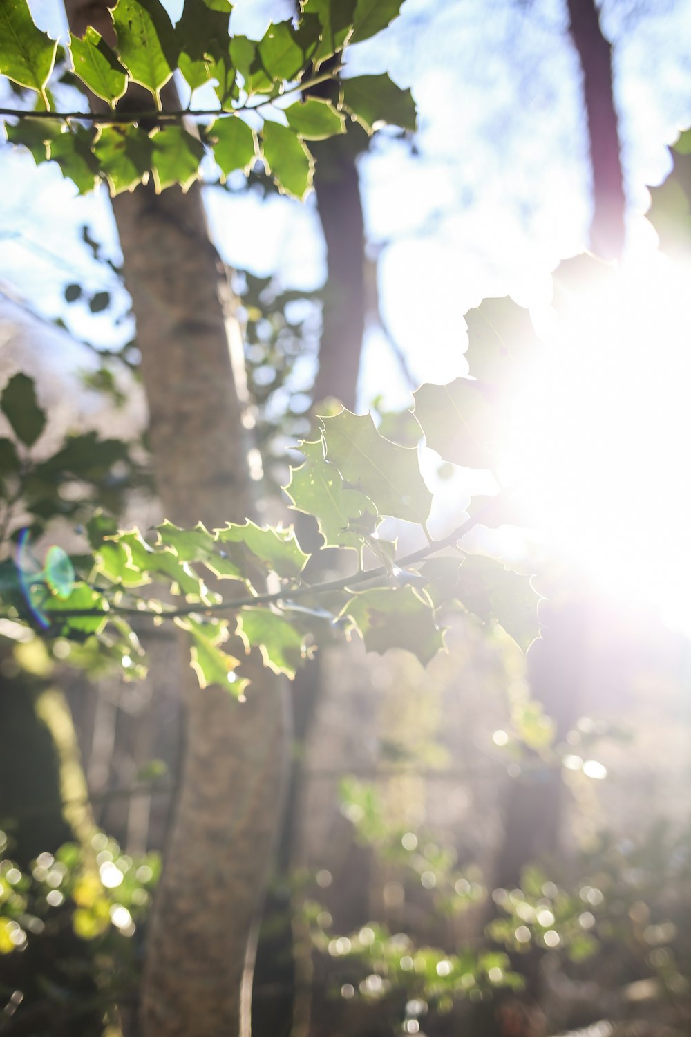 the sun shines through the leaves of a tree