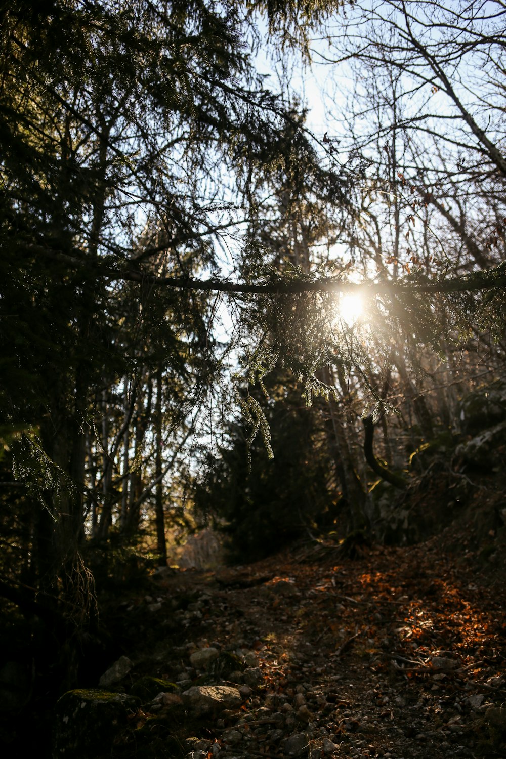 the sun is shining through the trees in the woods