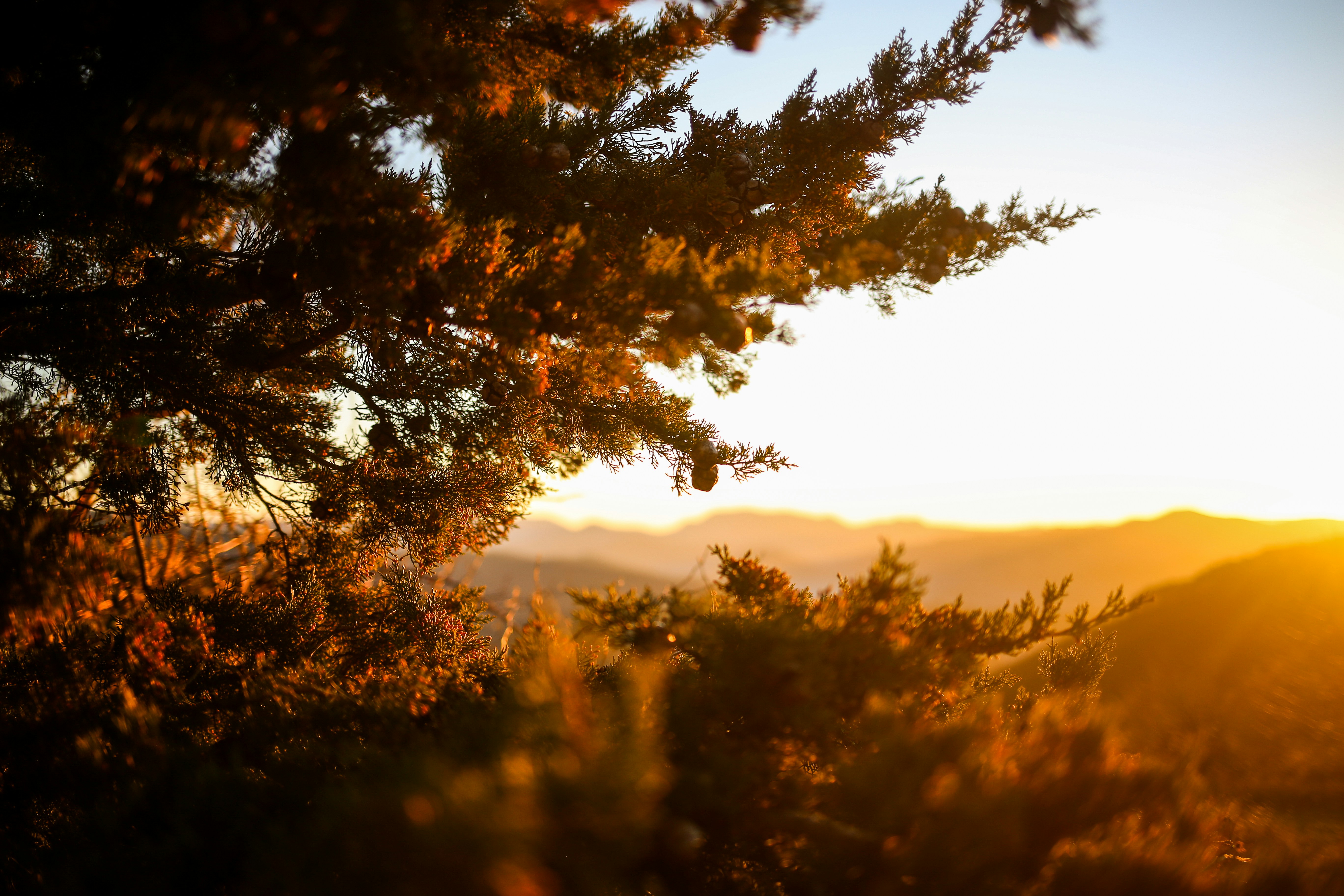Jack Frost & Sunrise Through the Carolina Pines!! Will It SNOW Tomorrow?? Who Knows ???  Supermoon in December is the 
