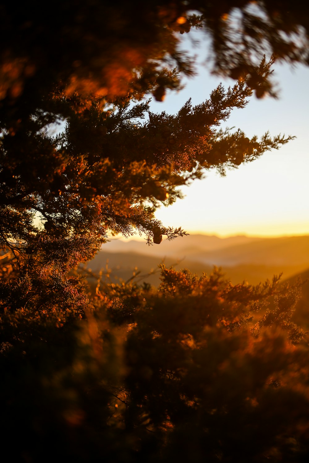 a view of a sunset through some trees