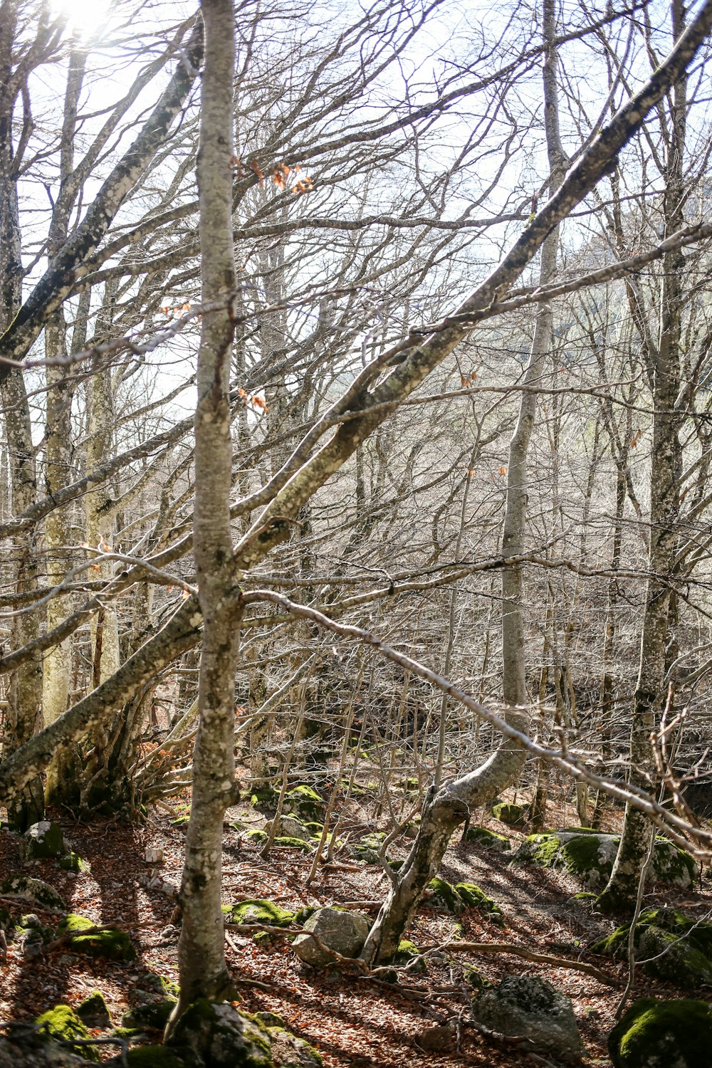 a tree in a wooded area