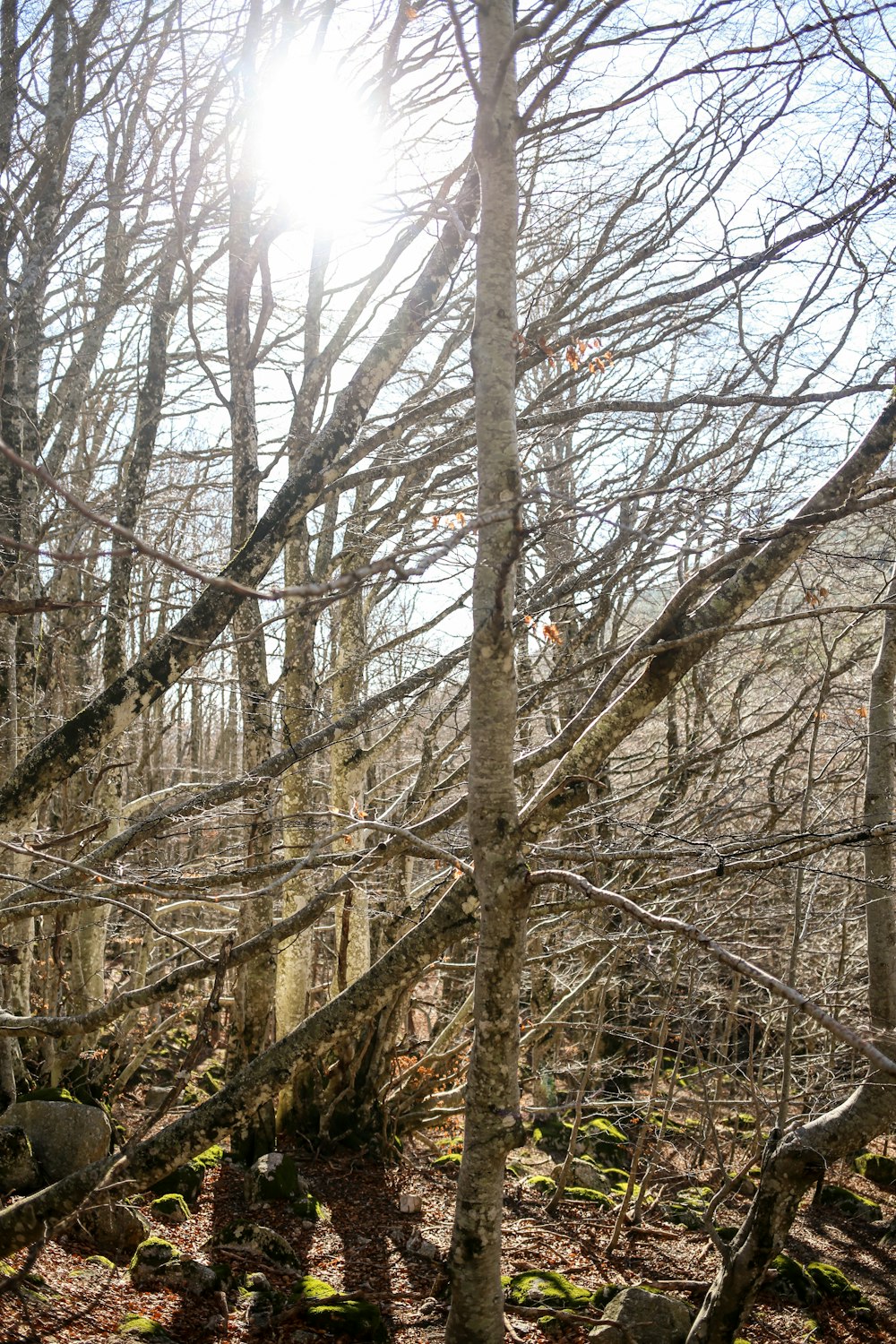 a tree in a forest